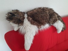 Folkmanis Handpuppe Katze Ragdoll Stofftier Lebensecht