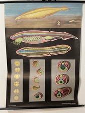 Alte Schulkarte Lanzett Fisch