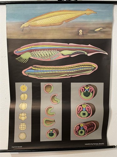 Alte schulkarte lanzett fisch - lanzett,