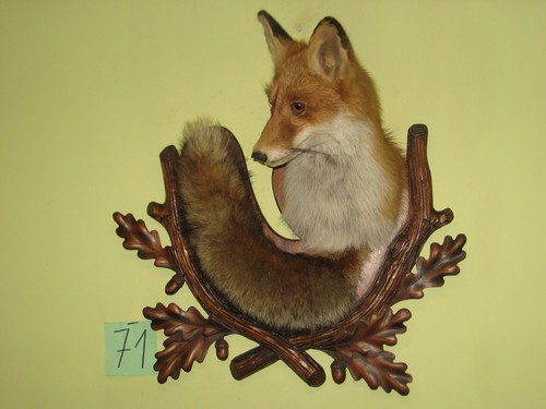 Fuchs kopf präparat schild - kopf, +