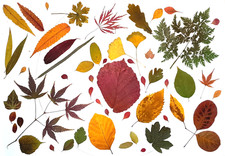 Herbarium Zaubernuß und