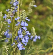 Spätherbst-Salbei - Salvia