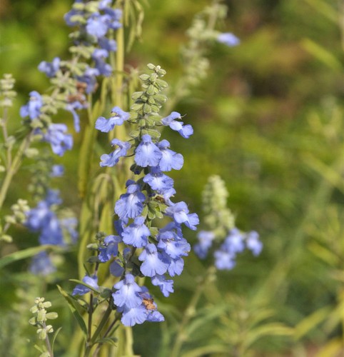 Spätherbst salbei salvia - -,
