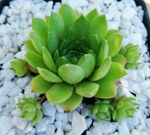 Sempervivum sterkugel - "sterkugel,