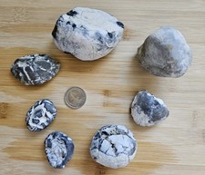 Fossilien Versteinerte SEEIGEL