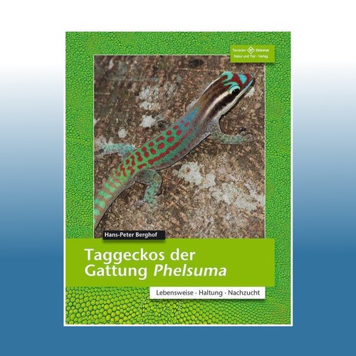 Taggeckos der gattung - taggeckos,