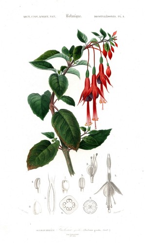 Fuchsia gracilis