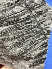Carboniferous Pecopteris Fossil Fossilien Karbon plant  Germany Farn, fern