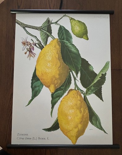 Zitrone obst frucht - zitrone,