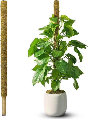 Natural large moss - 59",