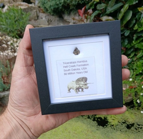Fossil dinosaurier zahn - dinosaurier,