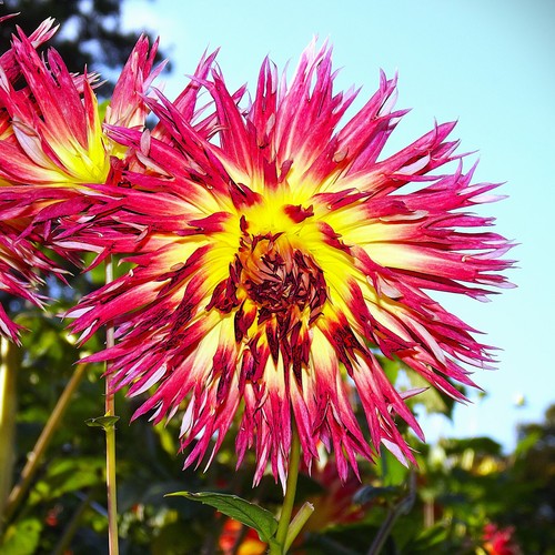 Dahlien - @, (◕‿◕)\@