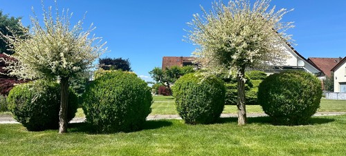 Buchskugeln mit 1m - 4,