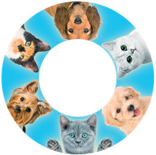 Speed Stacks Snap Tops - Pet