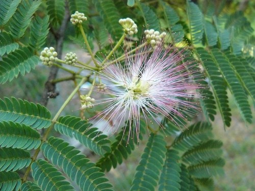 Mimosenbaum pflanzen für - pflanzen,