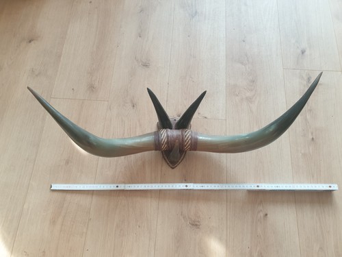 Wandtrophäe hörner - wandtrophäe, 5