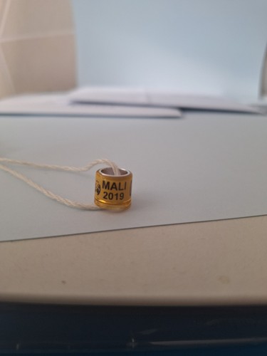 Taubenringe aus mali 2019 - 1,
