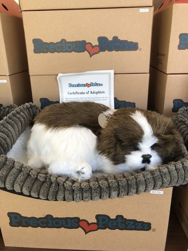 Edler petzzz shih tzu - petzzz,