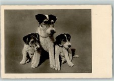 10143445 - Foxterrier Welpen Terrier