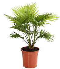 Zimmerpflanze Palme Rundblättrige Schirmpalme 60-90 cm Ø Topf 17-24 cm, Dehner
