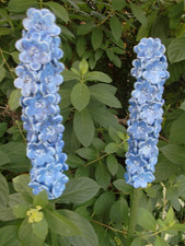 2 Stück Rittersporn blau