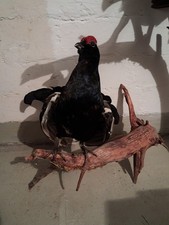 Birkhahn, Birkhuhn, Jagd-Trophäe, Jagen, Vogel, Ausgestopft