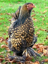 10 (keine) BRUTEIER Brahma