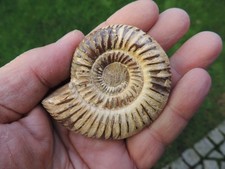 Ammonit - Kranaosphinctes sp. aus  Madagaskar