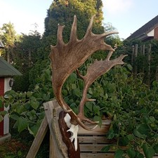 Hirschgeweih, Damhirsch,Deko