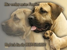 Presa canario - presa,