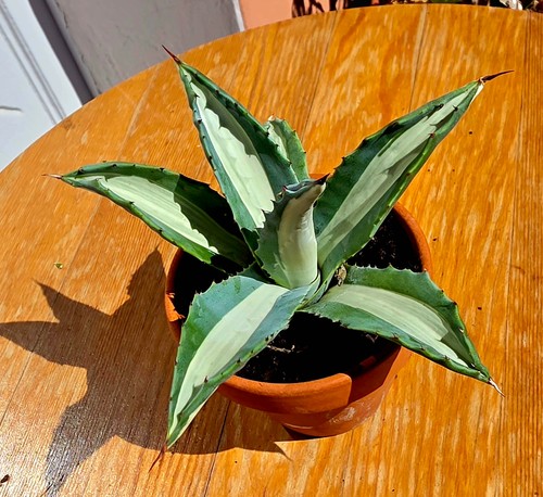 Agave americana mediopicta - americana,