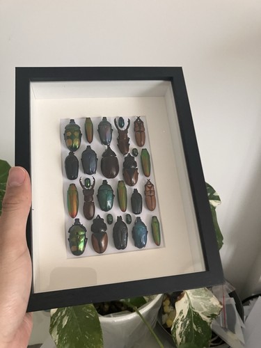 Insektenpräparat sammlung - sammlung, im