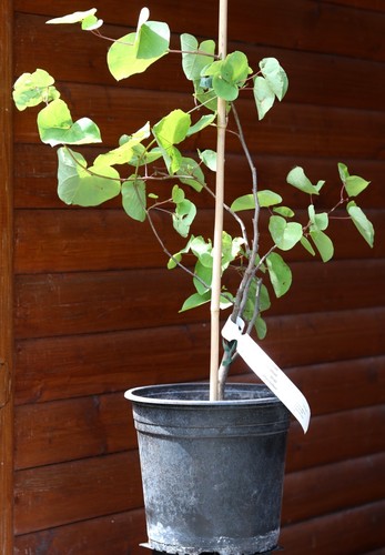 Judasbaum cercis siliquastrum - cercis,
