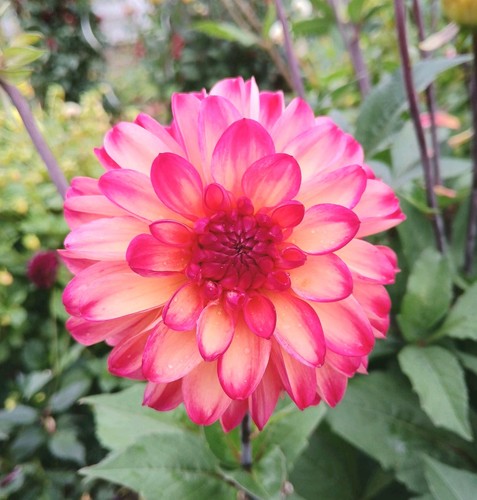 Blumensamen dahlien samen - blumensamen,