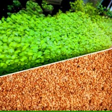 ANGEBOT 2x 1000St. Perlkraut