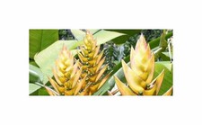 3x Heliconia librata - Hummerscheren Helikonien Pflanzen - Samen ID1732