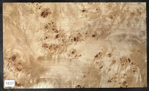 Bicolor maser pappel poplar - pappel, |