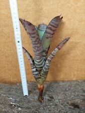 Neoregelia Tiger ,wurzelnackt