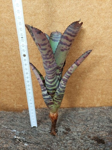 Neoregelia tiger wurzelnackt - neoregelia,