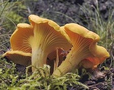 Bio pfifferlinge g - 50,