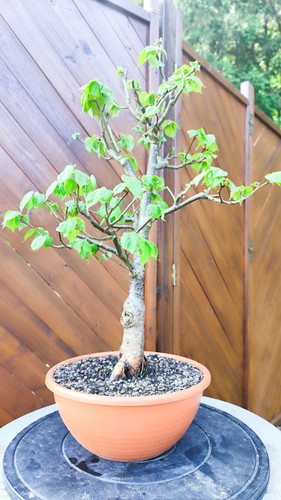 Tilia cordata bonsai - tilia,