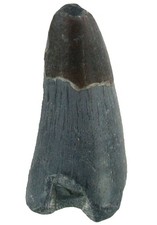 Kreide Ein Zahn des Krokodils