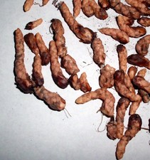 #00 Roter Glücksklee Oxalis triangularis 10 frische Rhizome kostenloser Versand