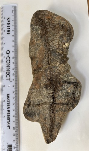 Barasaurus besairiei fossil - besairiei,