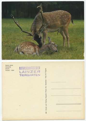 34889 damwild - 34889,