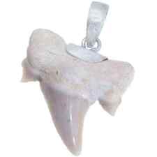 Shark Hai Zahn Fossiler