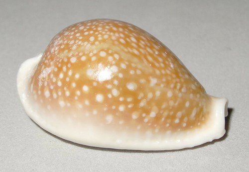 Meeresschnecke cypraea - meeresschnecke,
