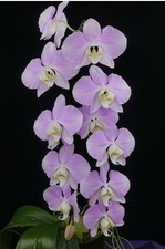 Original phal phalaenopsis - original,