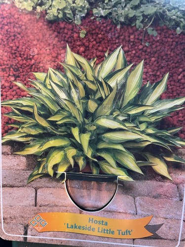 Hosta lakeside little tuft - hosta,