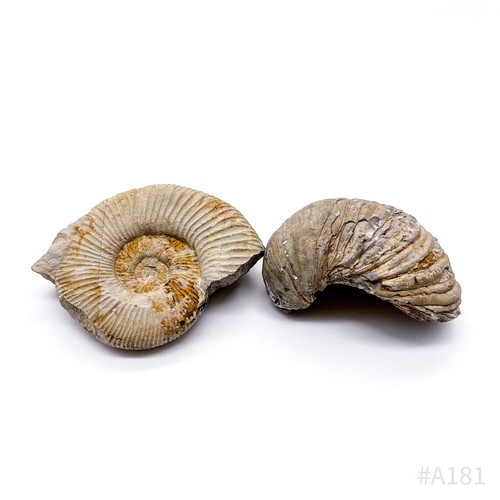 Ammoniten fossilien - 2,